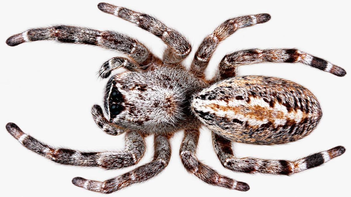 Biotechnology in Drug Discovery: Insights from Spider Venom Research